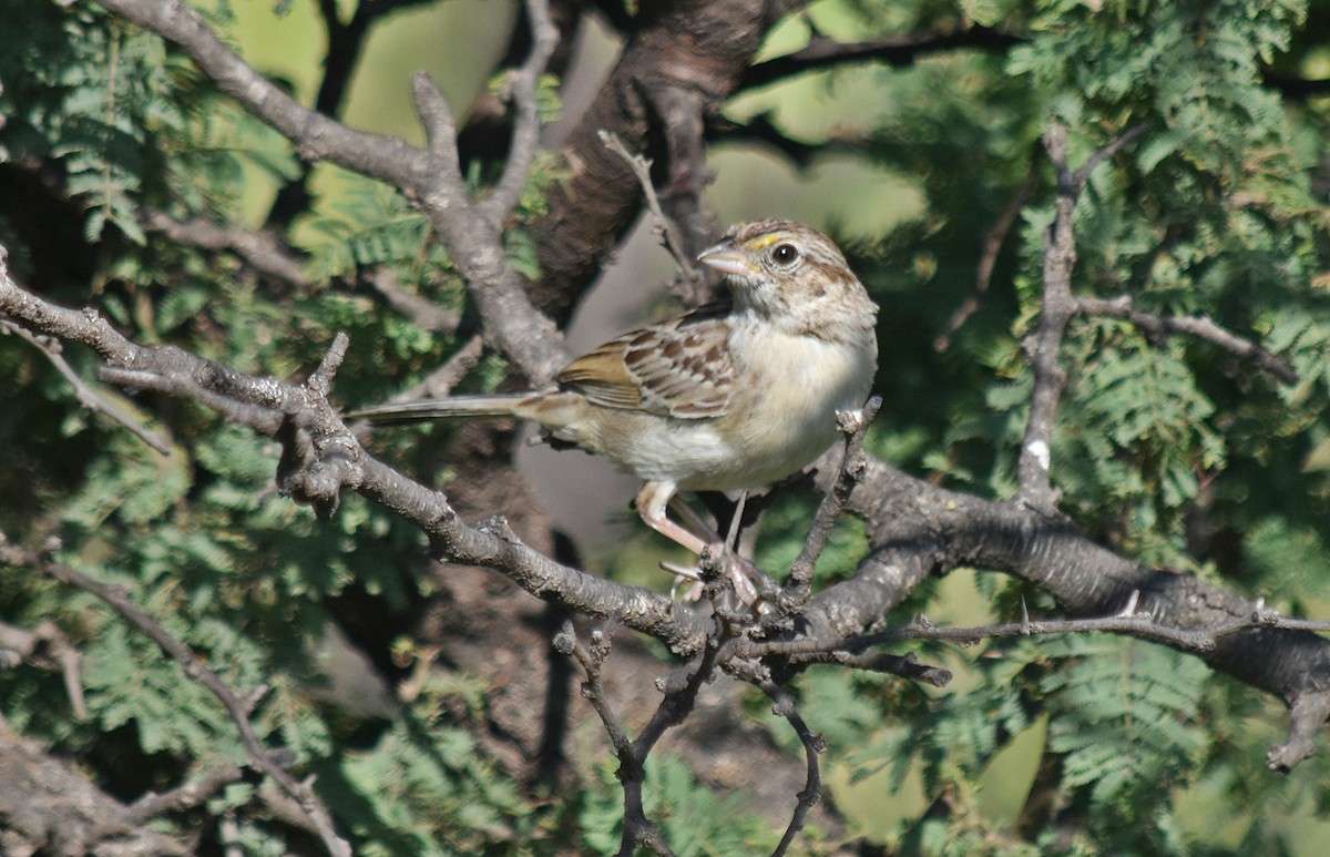 Grassland Sparrow - ML312417361