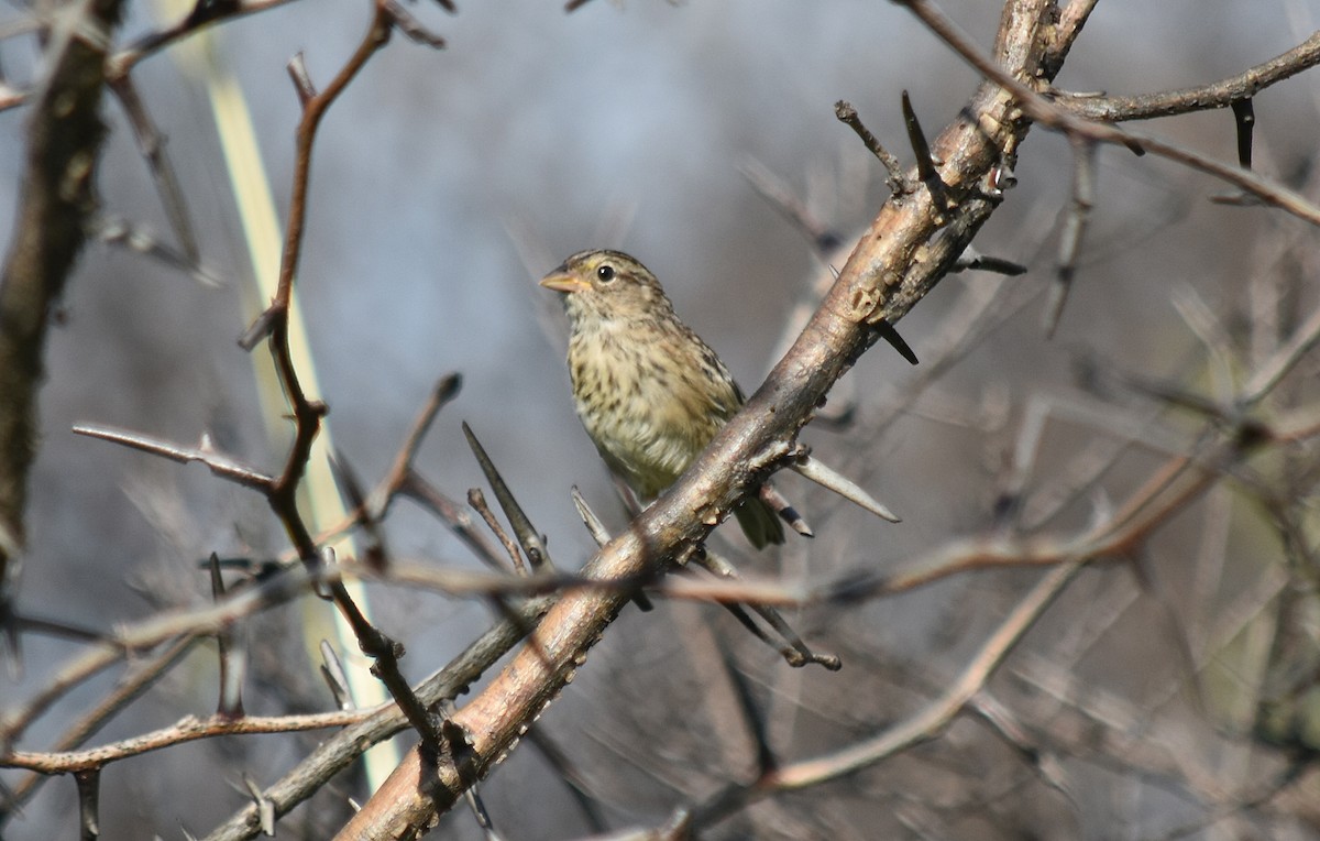 Grassland Sparrow - andres ebel
