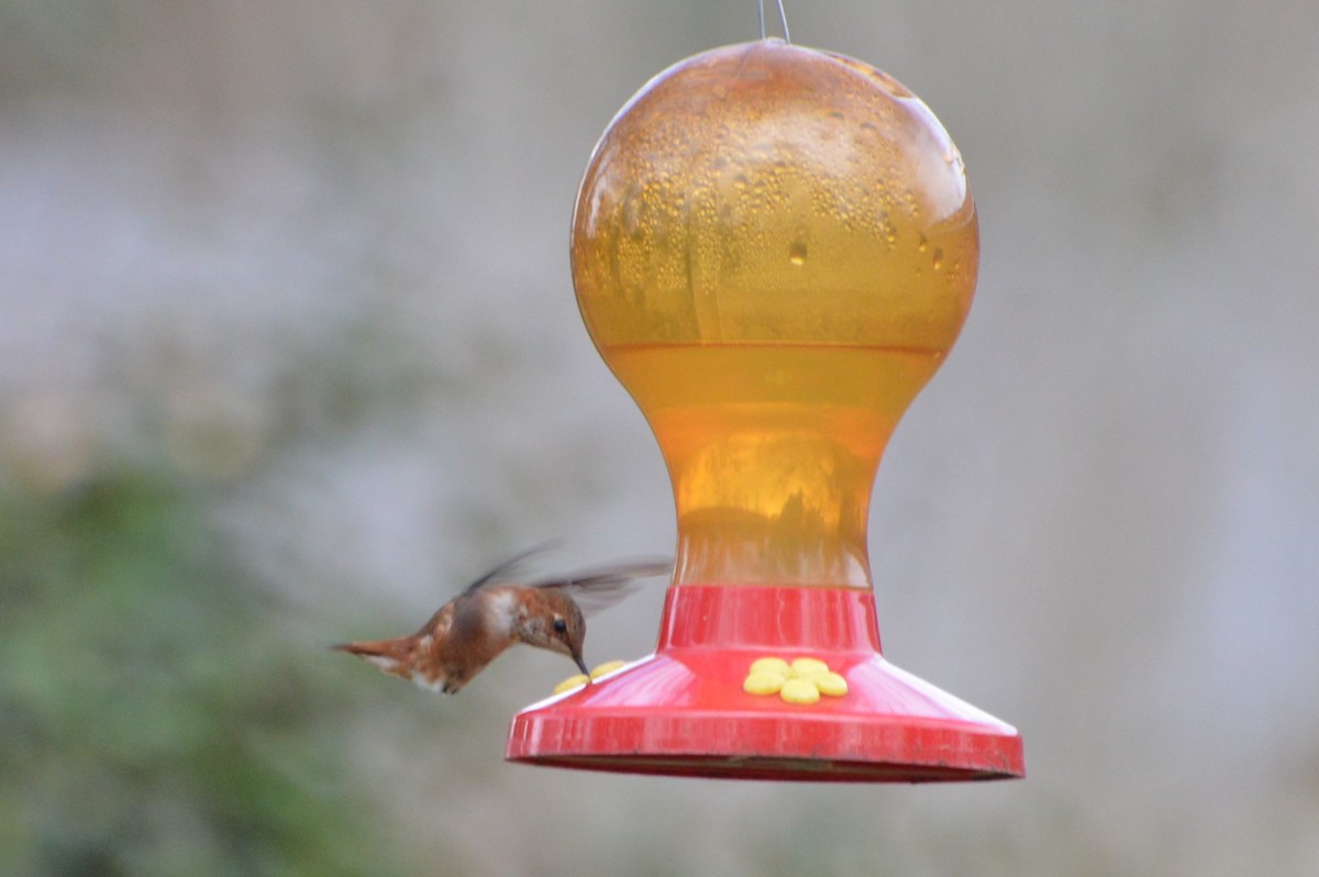 Rufous Hummingbird - ML312422511