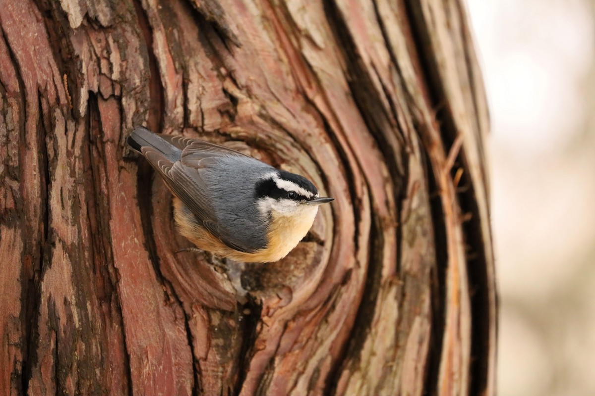 Red-breasted Nuthatch - Alex Riina