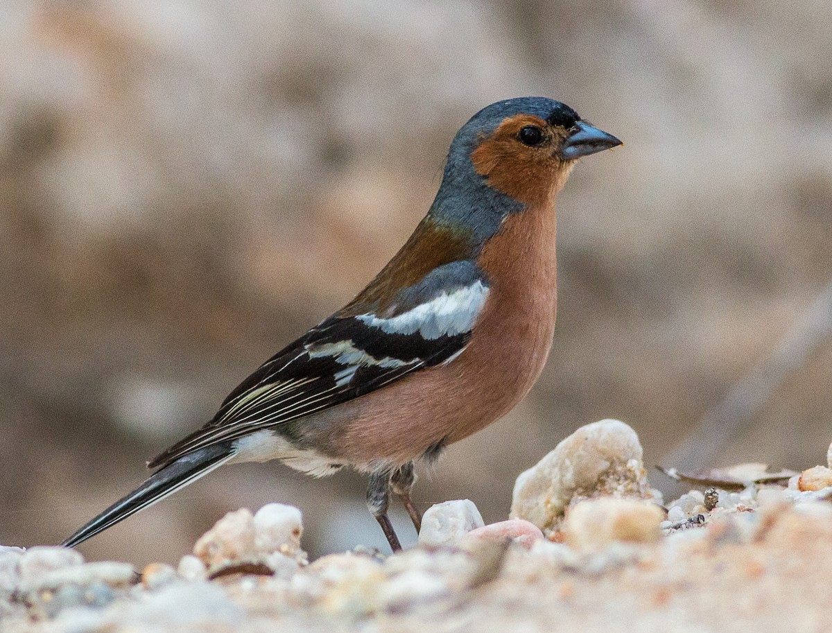 Common Chaffinch - Paulo Doutel
