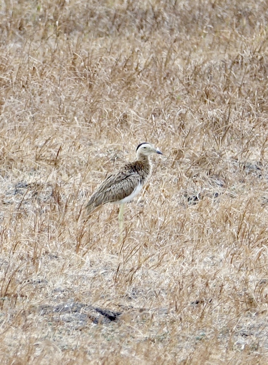 Double-striped Thick-knee - ML312428411