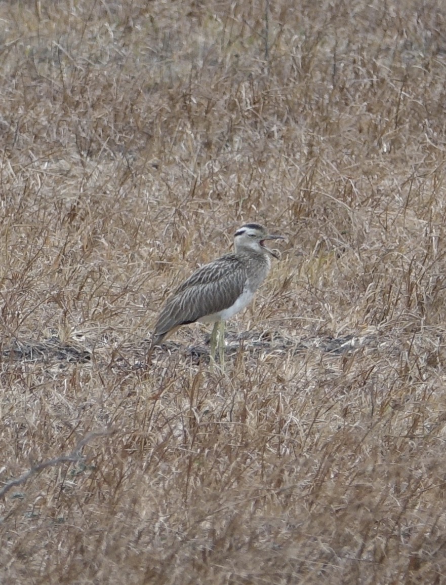 Double-striped Thick-knee - ML312428421