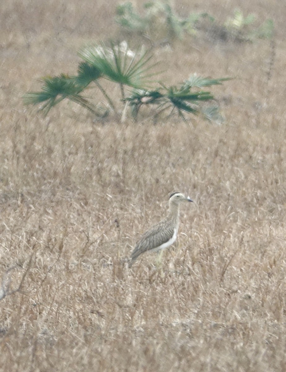 Double-striped Thick-knee - ML312428431