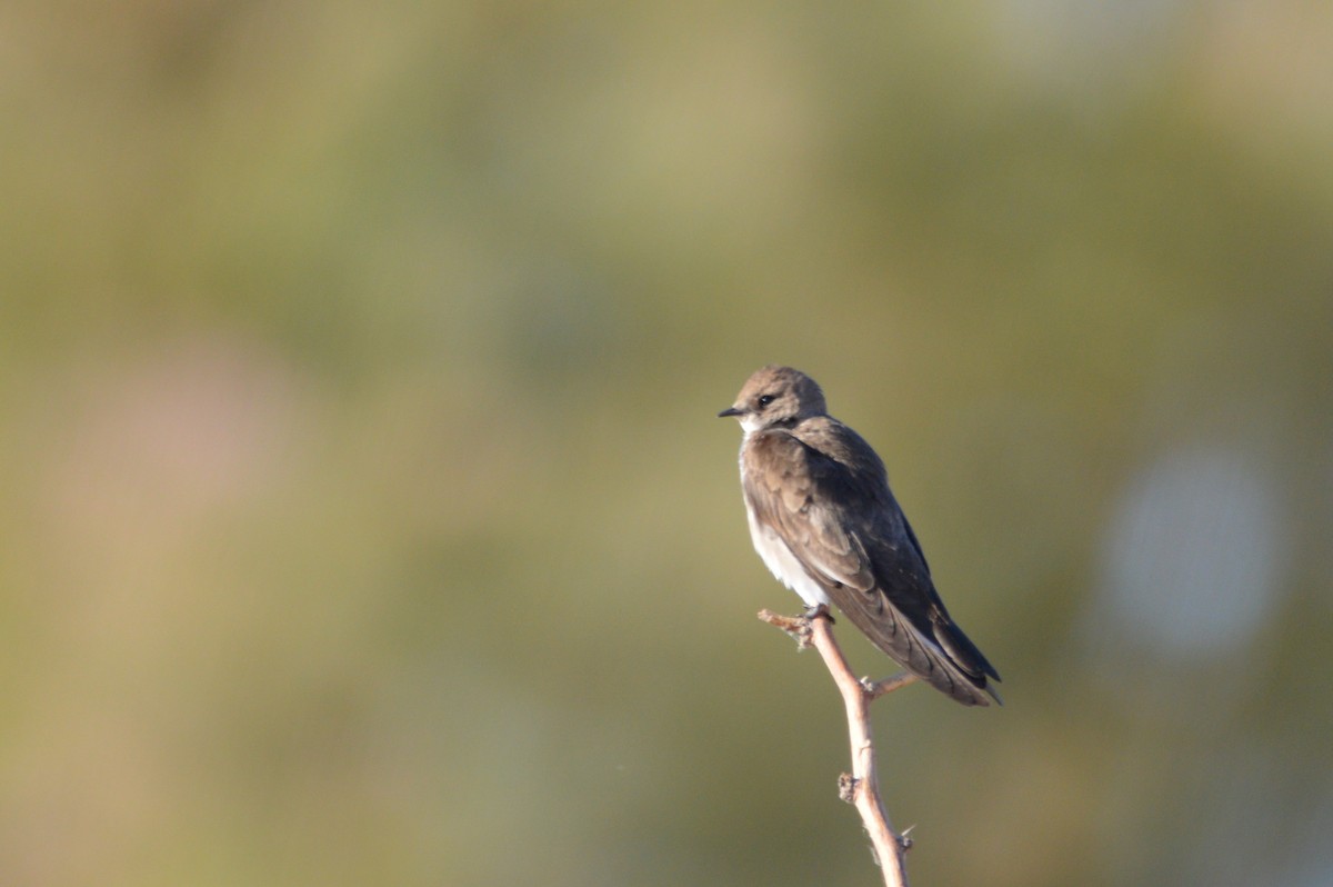 Tree Swallow - Domenic Rocco