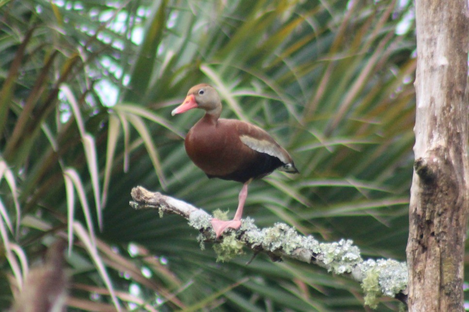 Black-bellied Whistling-Duck - Nathan O'Reilly