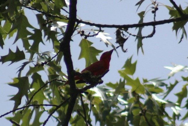 Summer Tanager - Nathan O'Reilly