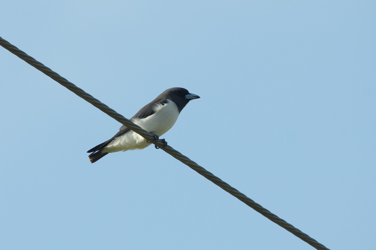 White-breasted Woodswallow - ML31244411