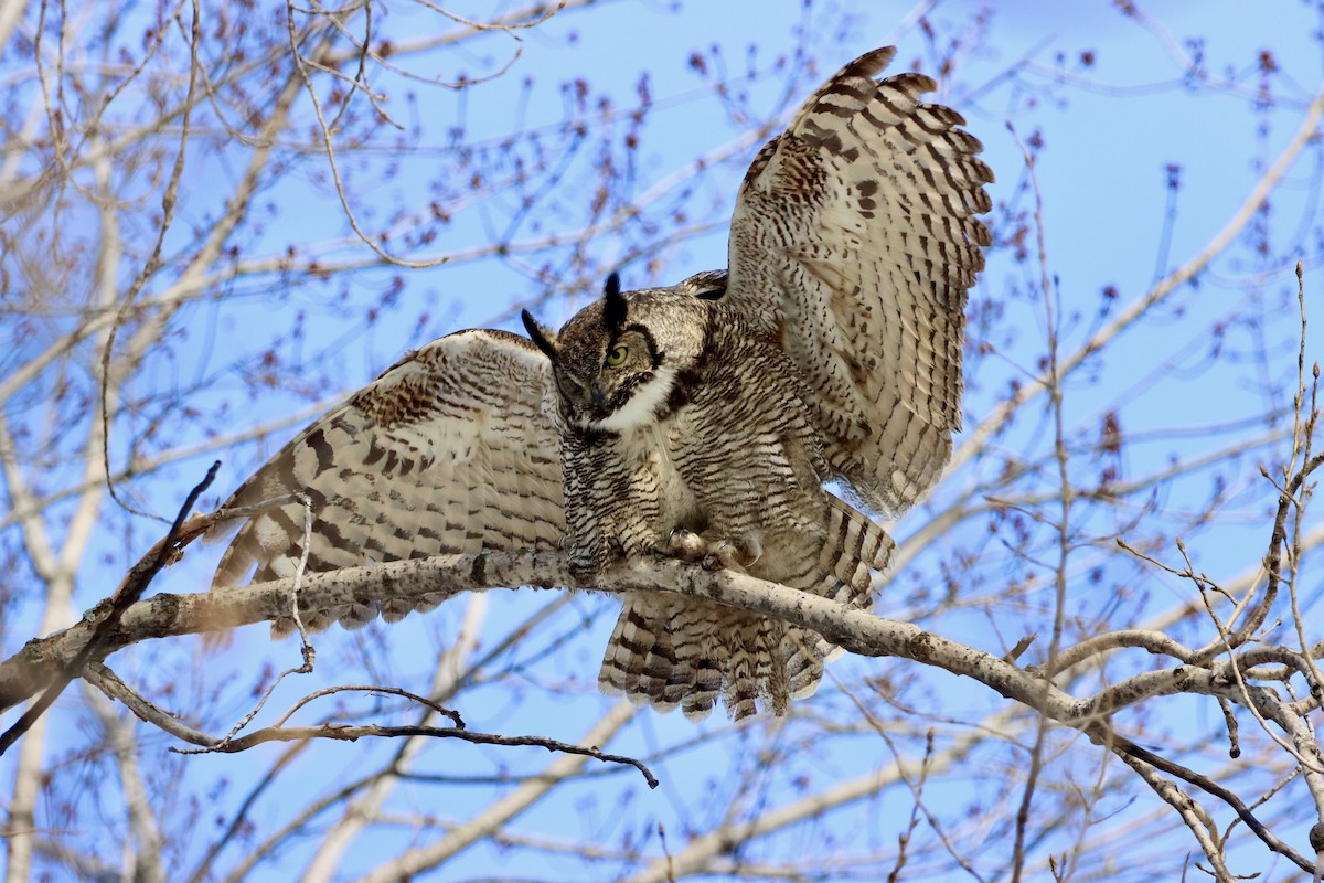Great Horned Owl - ML312449381
