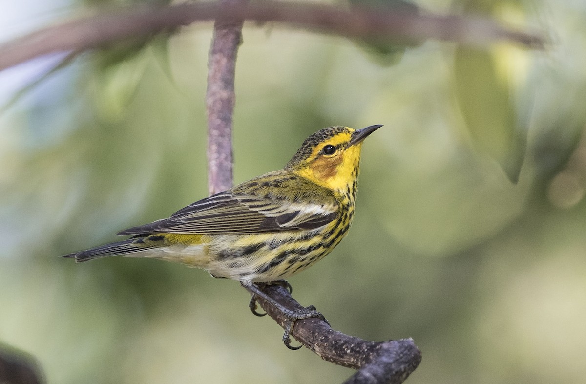 Cape May Warbler - Denny Swaby