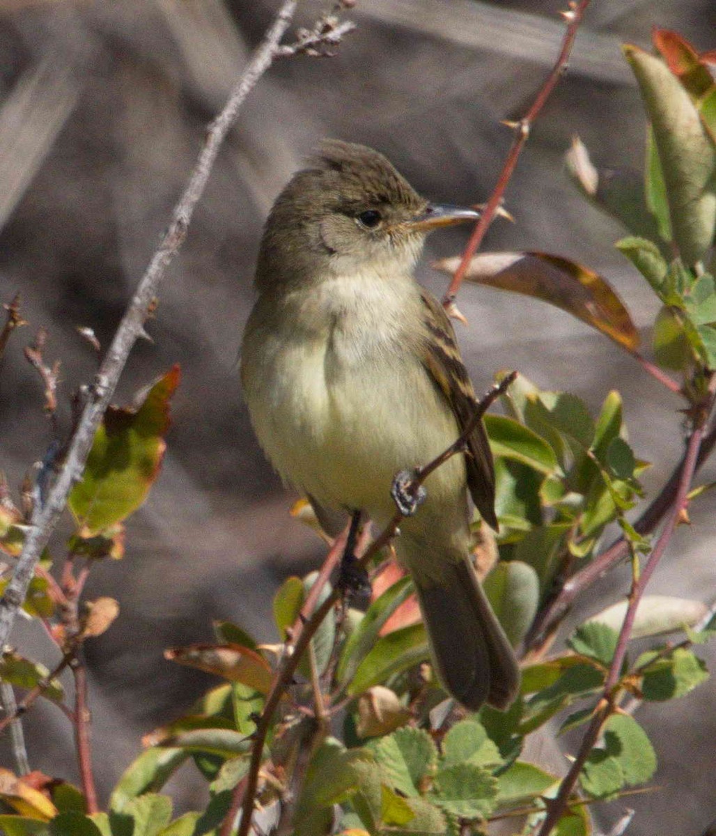 eBird Checklist - 6 Oct 2018 - Laguna Mtns.--mile 19 pullout - 1 species