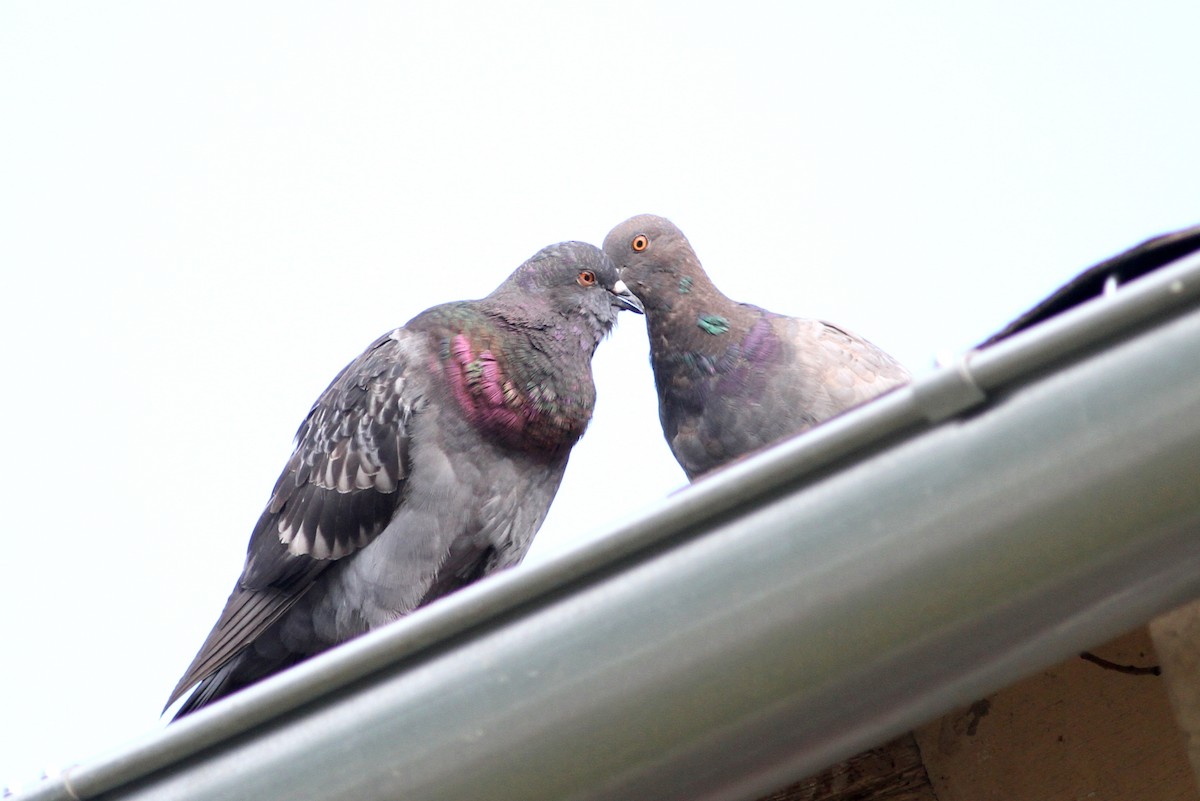 Rock Pigeon (Feral Pigeon) - ML31245921