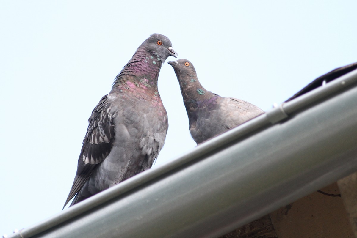 Rock Pigeon (Feral Pigeon) - ML31245931