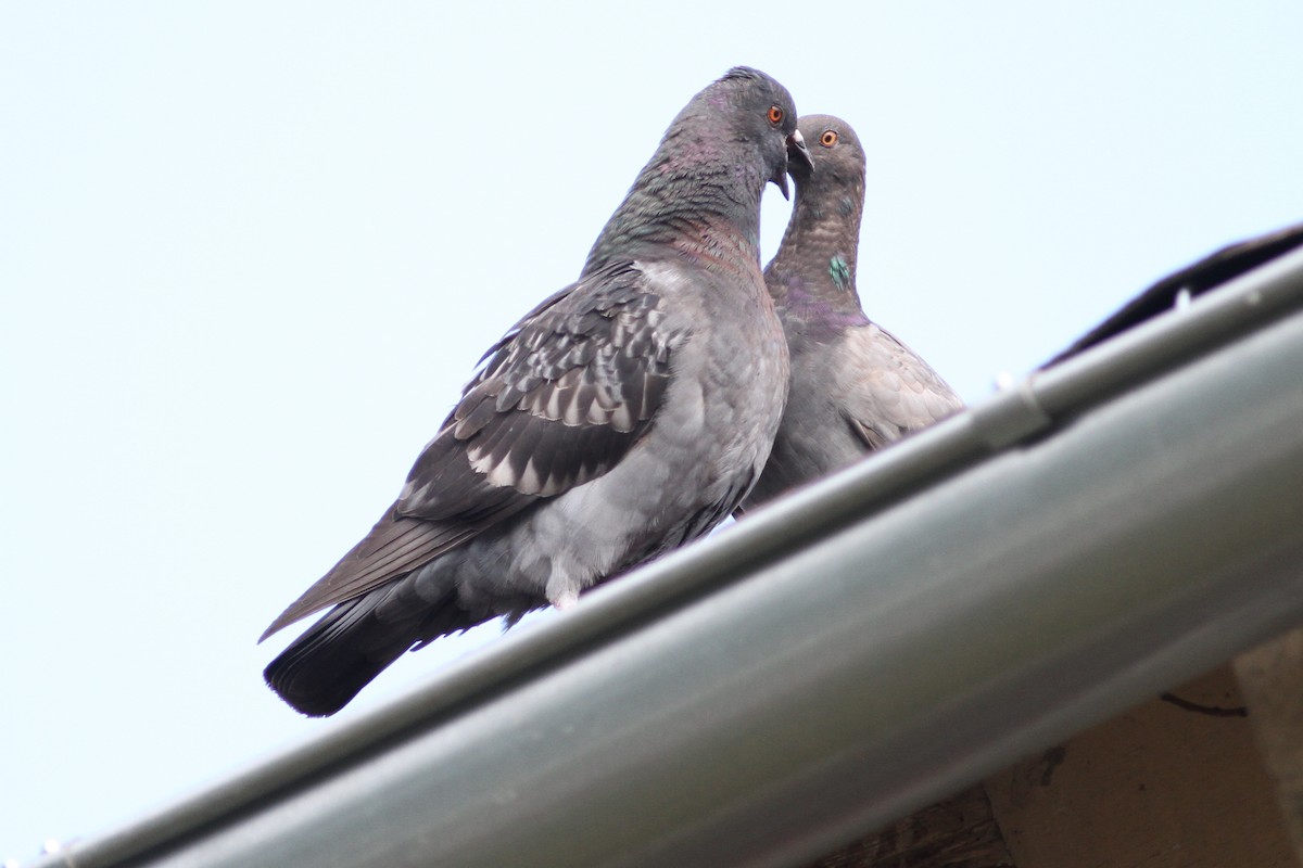 Rock Pigeon (Feral Pigeon) - ML31245941