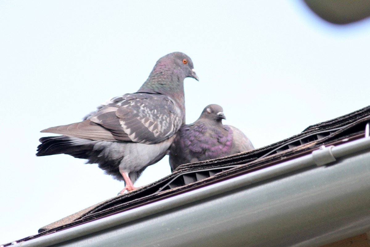 Rock Pigeon (Feral Pigeon) - ML31245951