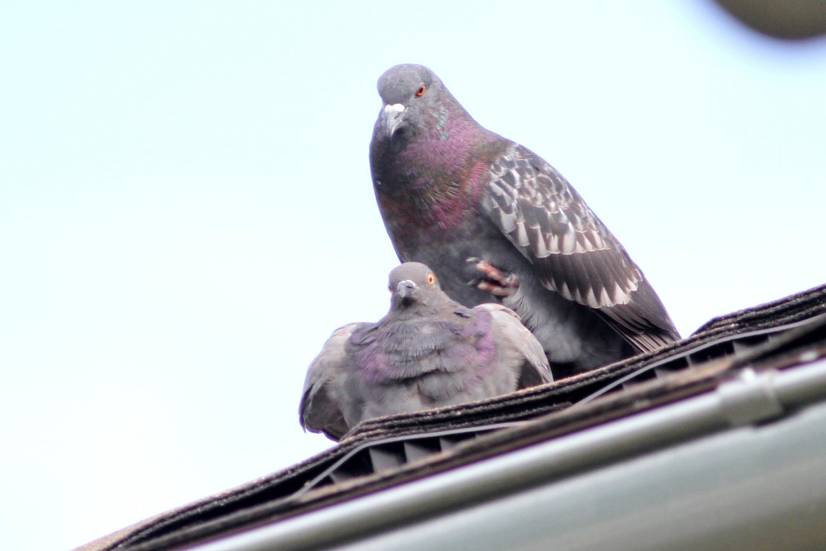 Rock Pigeon (Feral Pigeon) - ML31245971