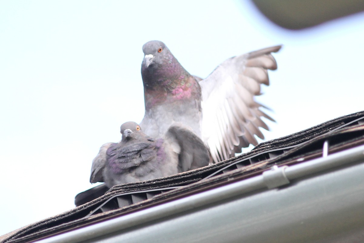 Rock Pigeon (Feral Pigeon) - ML31245981