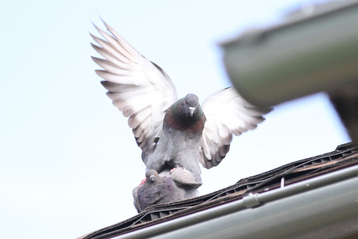 Rock Pigeon (Feral Pigeon) - ML31245991