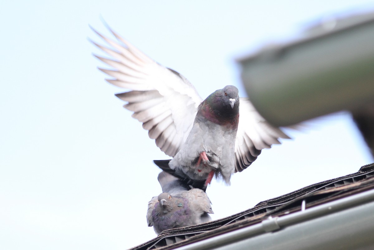 Rock Pigeon (Feral Pigeon) - Kevin McGowan