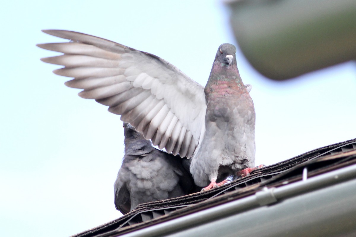 Rock Pigeon (Feral Pigeon) - ML31246011