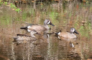 Blue-winged Teal, ML312462201