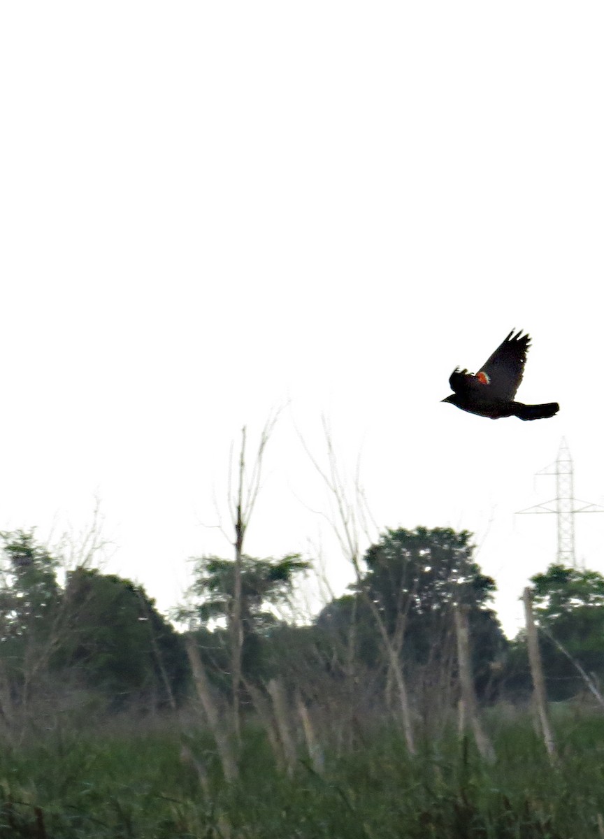 Red-winged Blackbird - Matthew Garvin