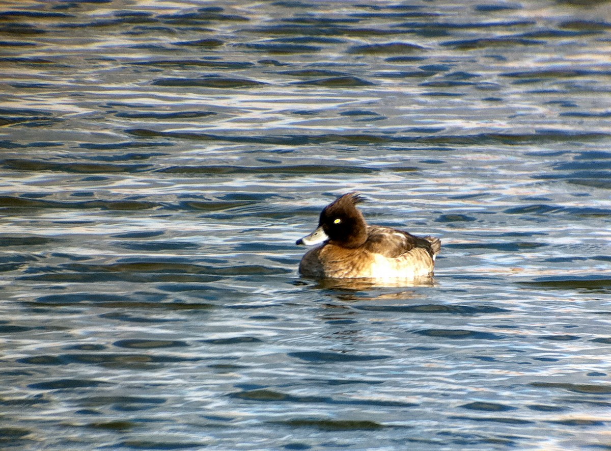 Tufted Duck - ML312468161