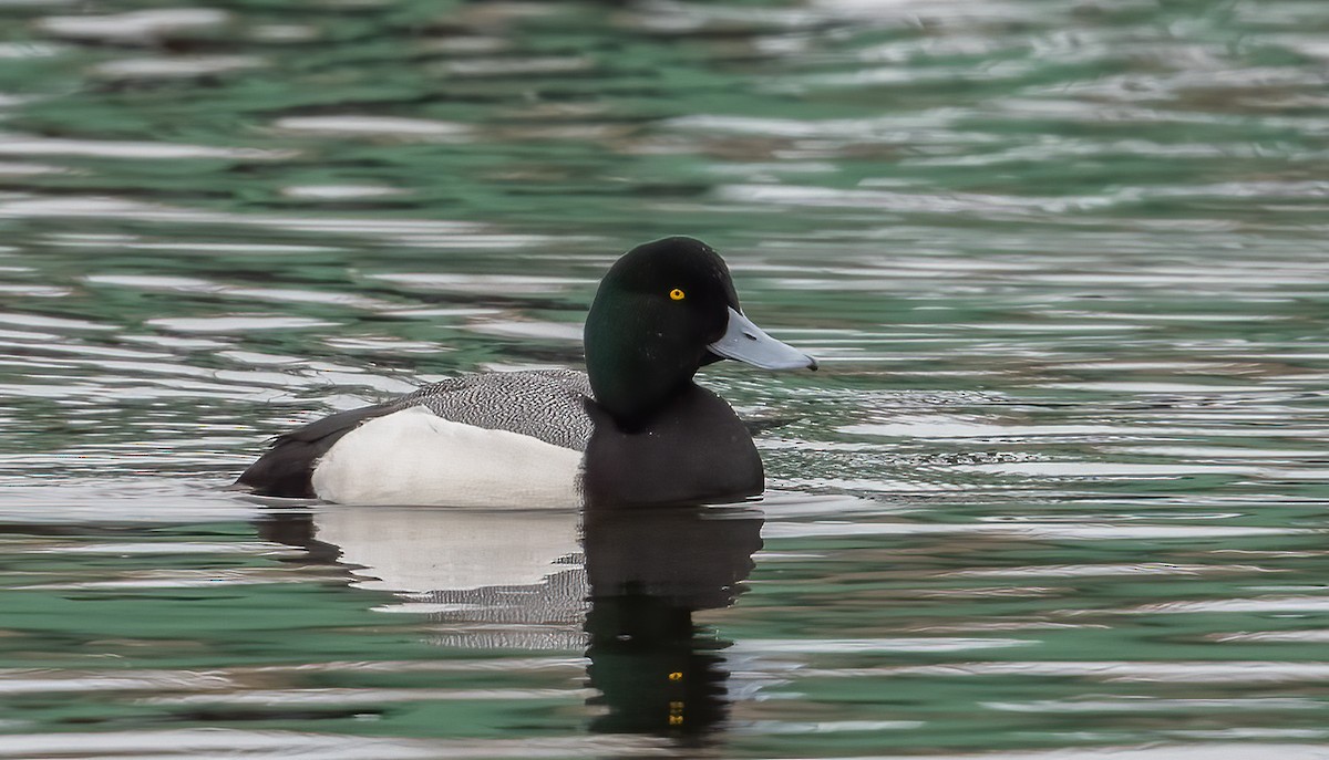 Greater Scaup - ML312475401