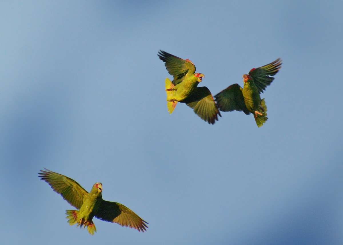 White-fronted Parrot - ML312479161