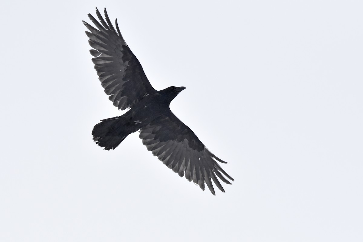 Common Raven - Jonathan Gagnon