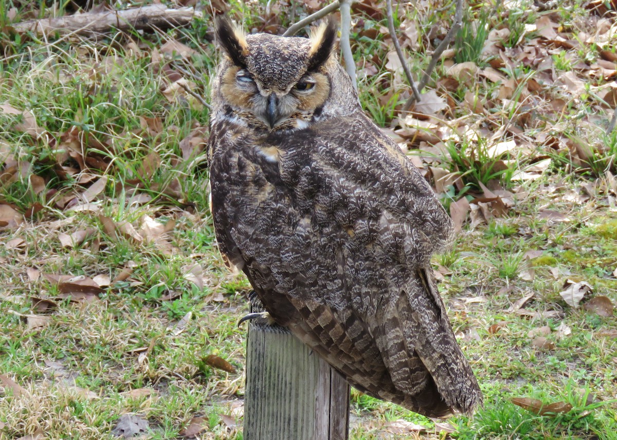 Great Horned Owl - ML312481441
