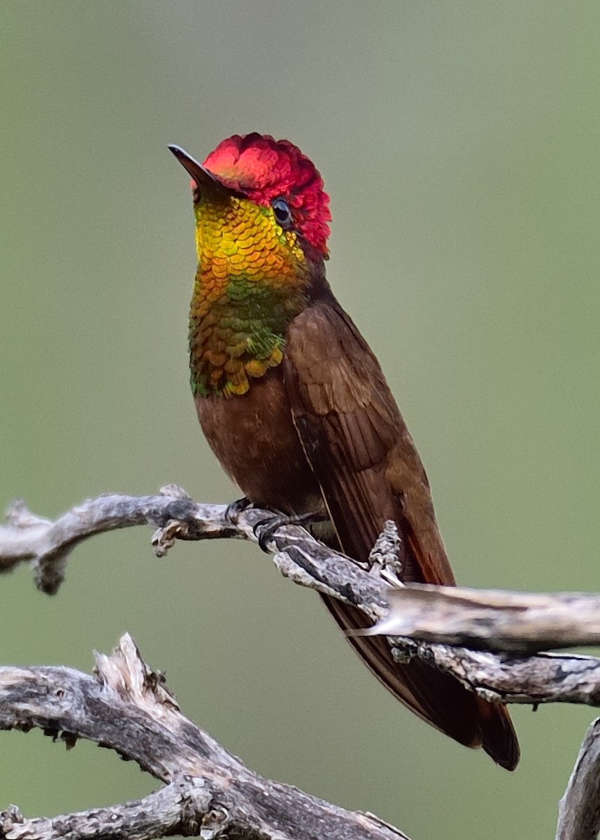 kolibřík červenohlavý - ML312481481