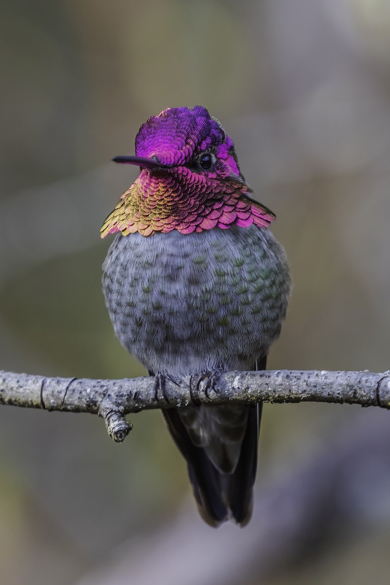 Anna's Hummingbird - Eric Ellingson