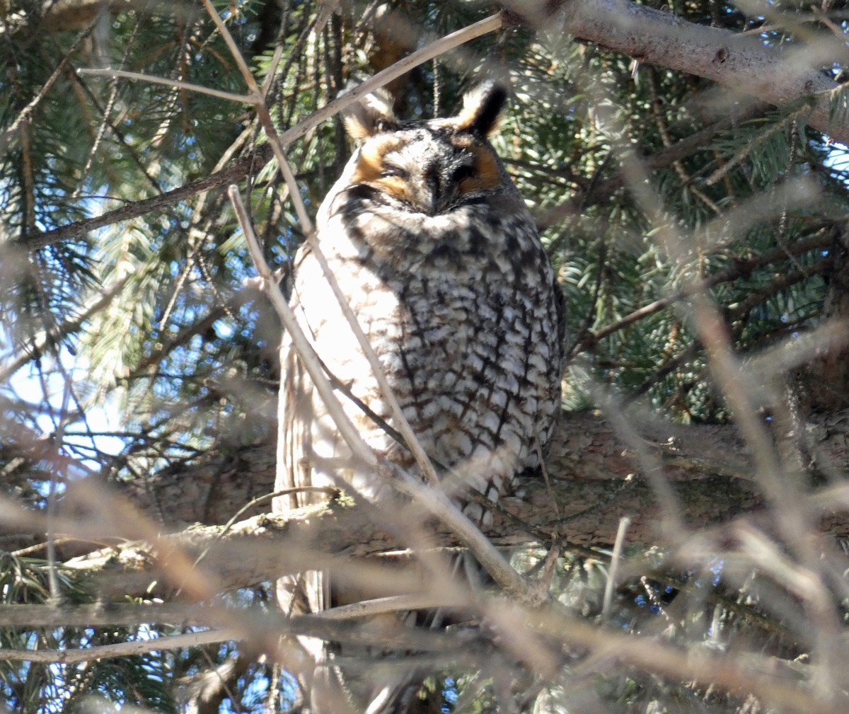 Long-eared Owl - ML312487691