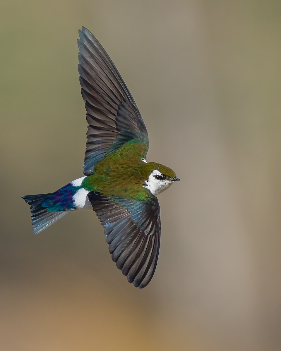 Violet-green Swallow - Jhoneil Centeno