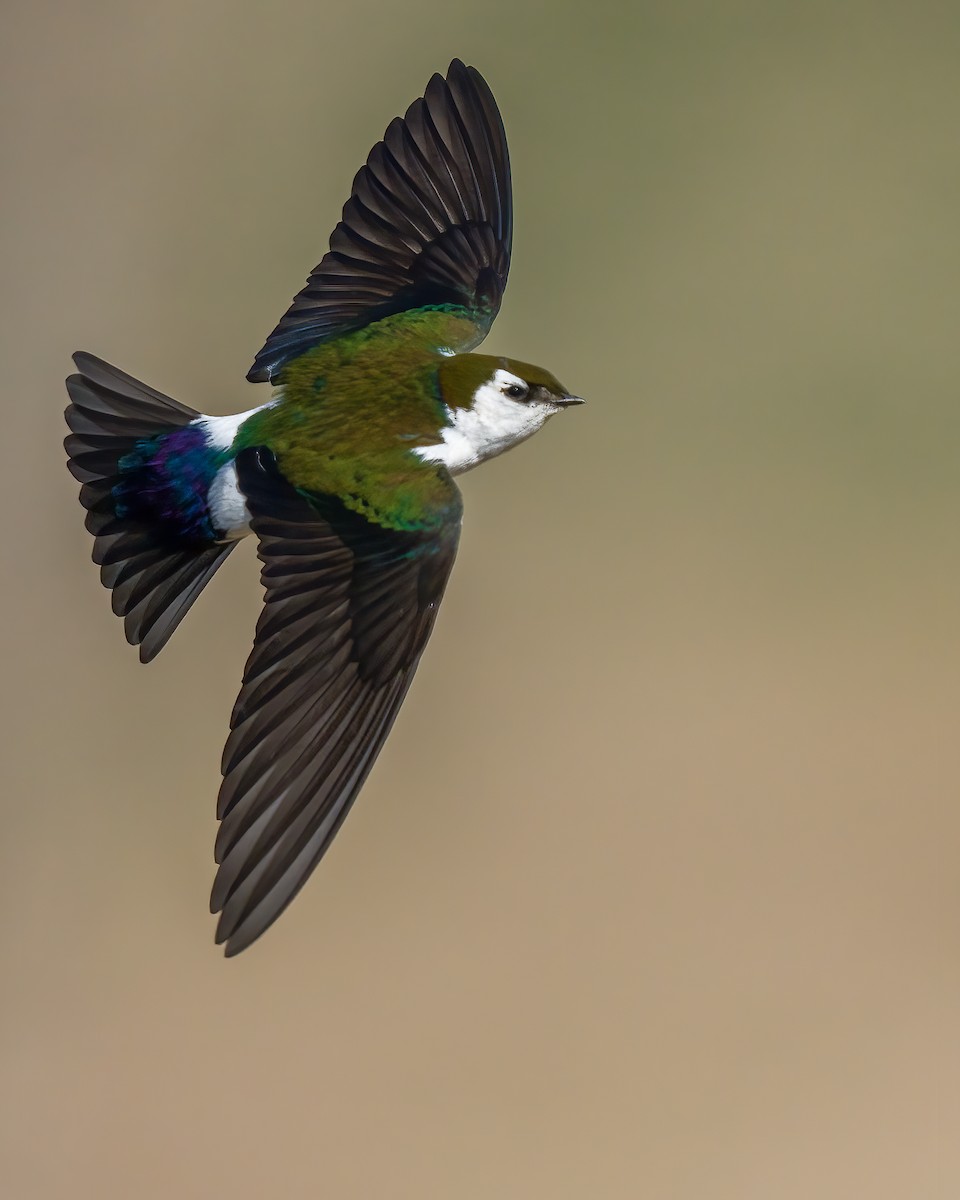 Violet-green Swallow - ML312493871