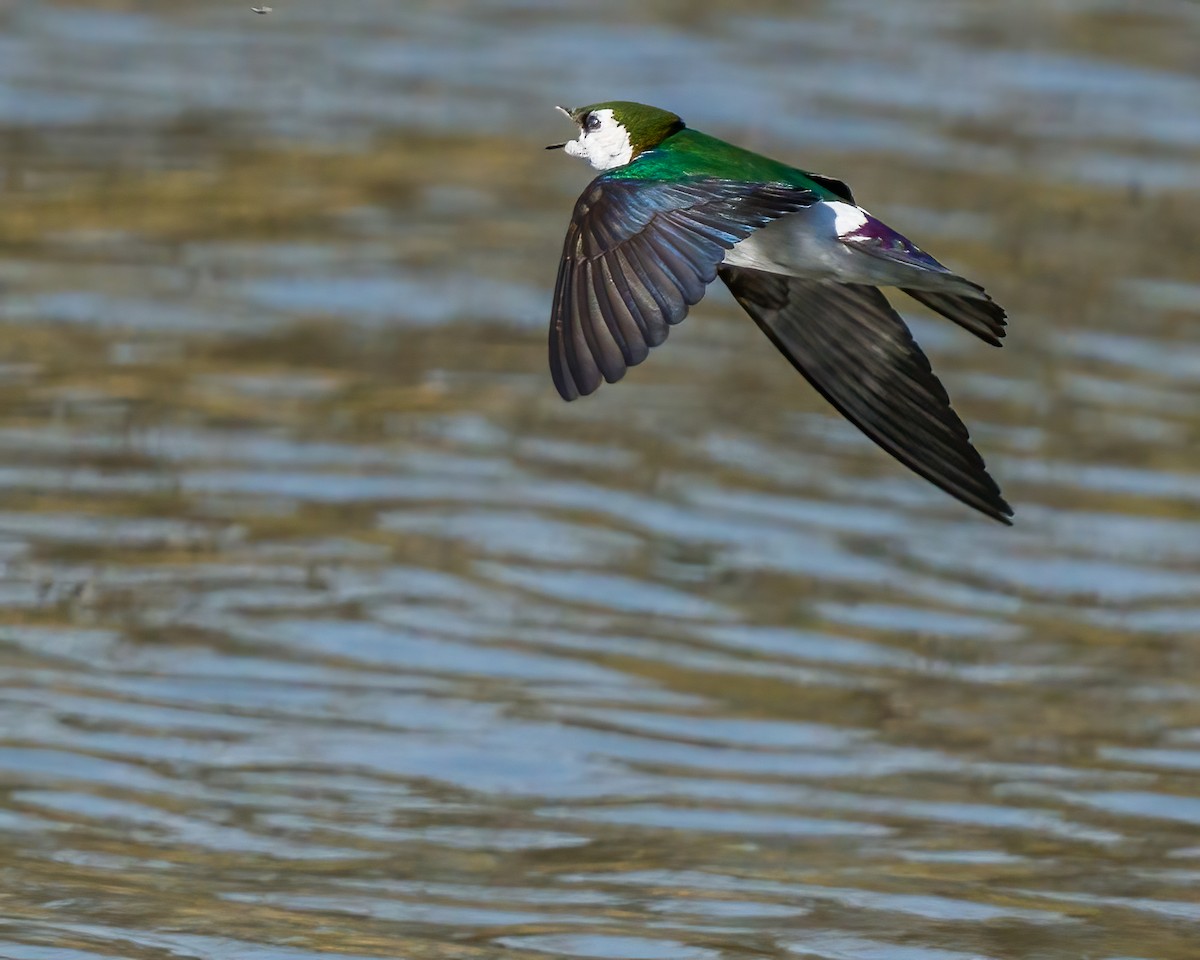 Violet-green Swallow - Jhoneil Centeno
