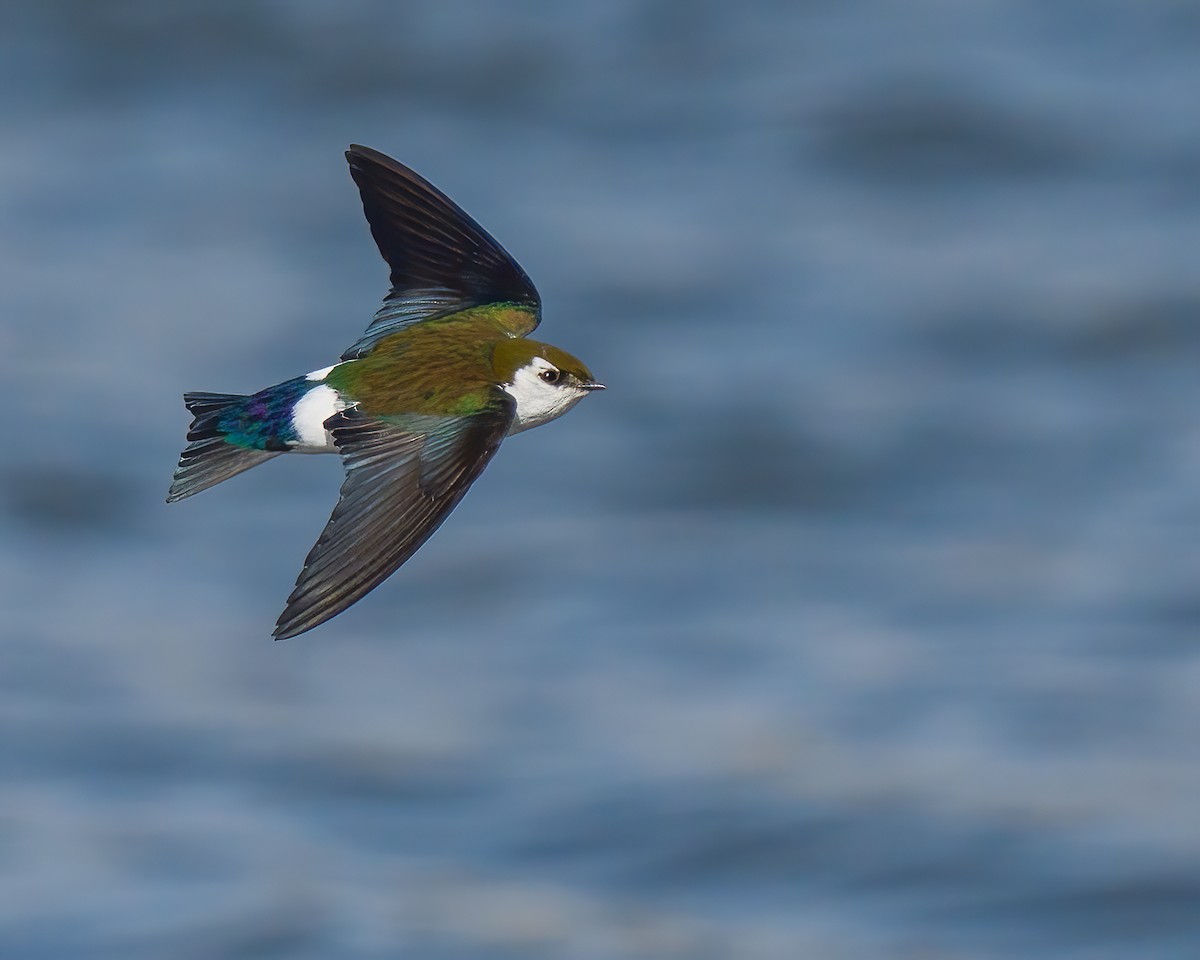 Violet-green Swallow - ML312493901