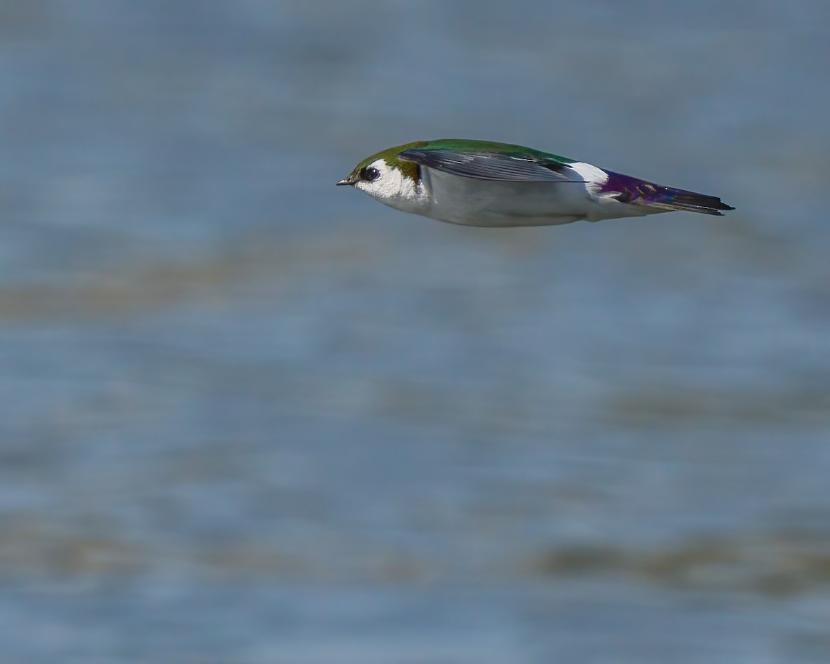 Violet-green Swallow - ML312493931