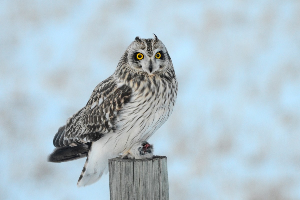 Short-eared Owl - Asher  Warkentin