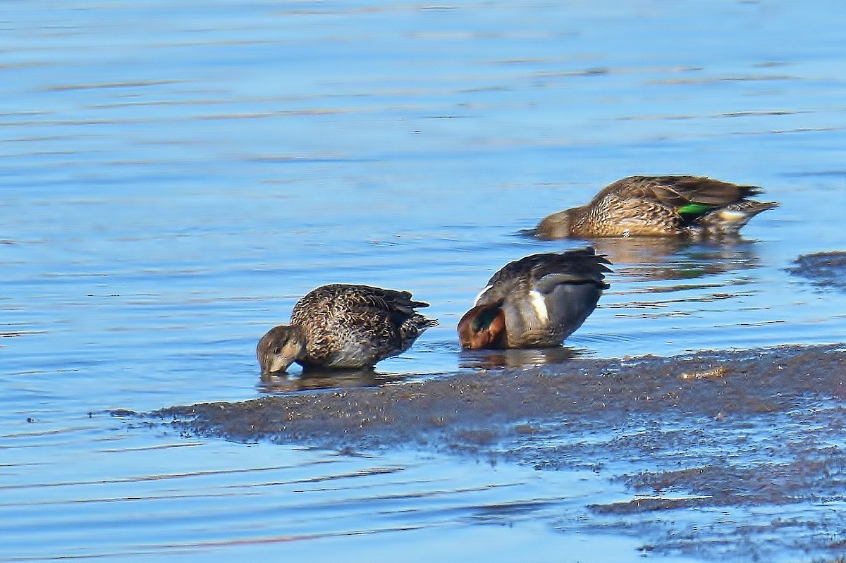 Green-winged Teal - ML312498651