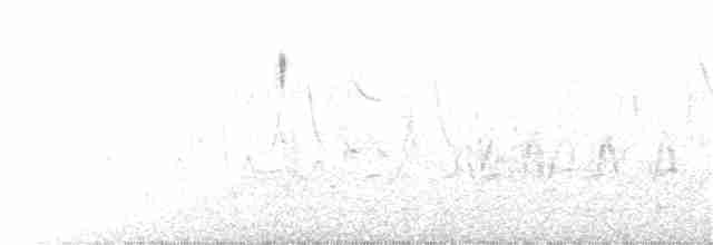 Белокрылая курочка-малютка - ML31250171