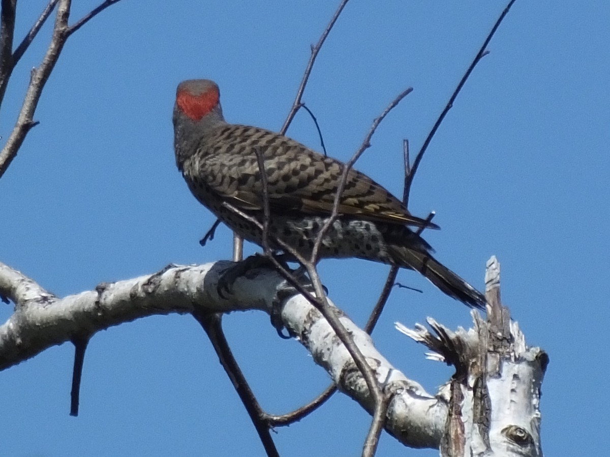 Northern Flicker (Yellow-shafted) - Jon Becknell