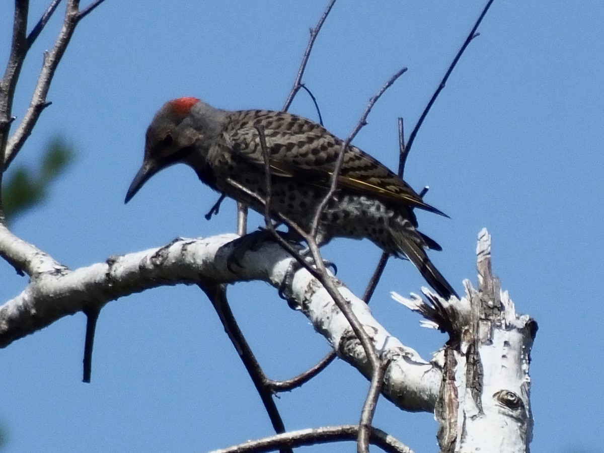Northern Flicker (Yellow-shafted) - Jon Becknell
