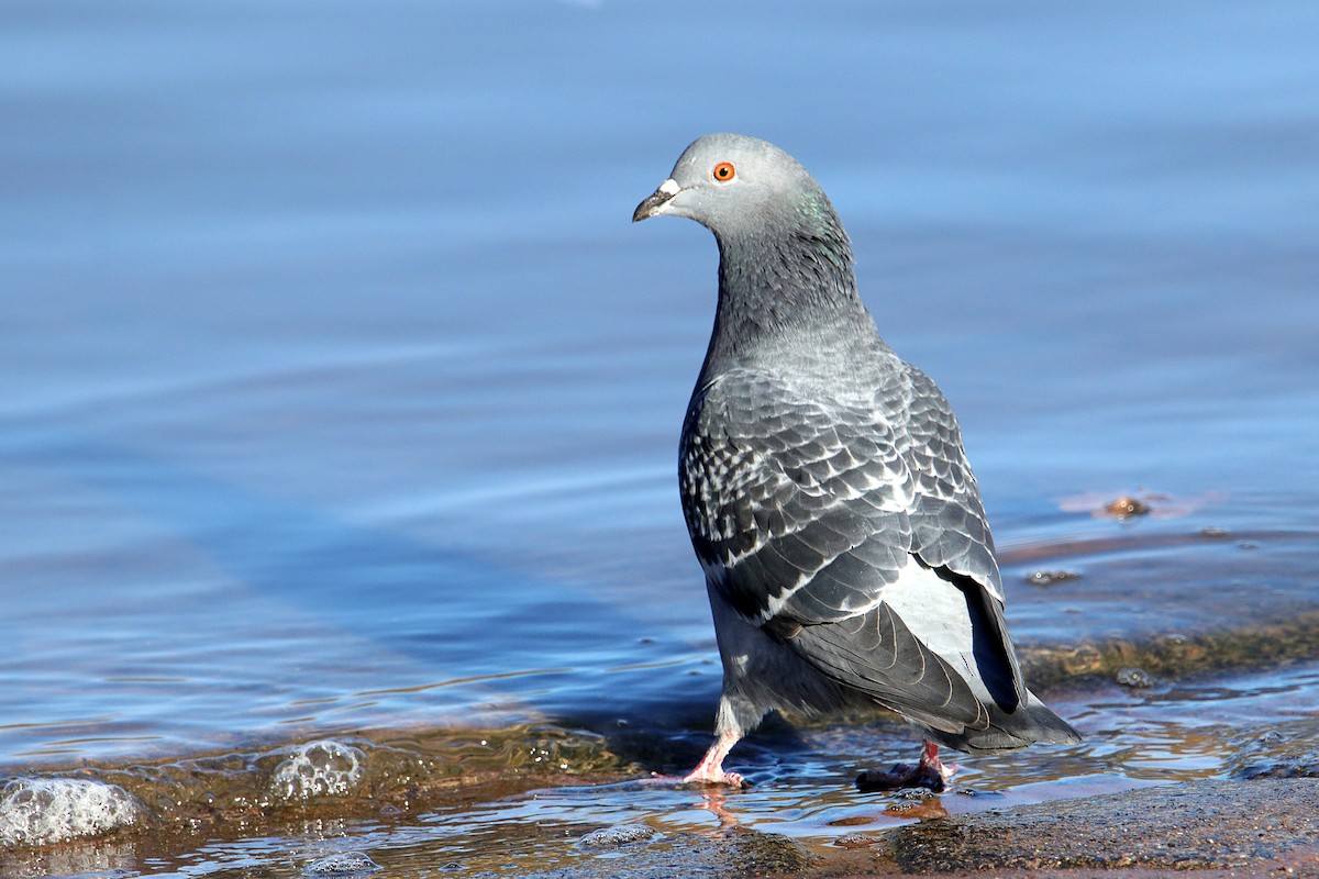 Rock Pigeon (Feral Pigeon) - ML312504981