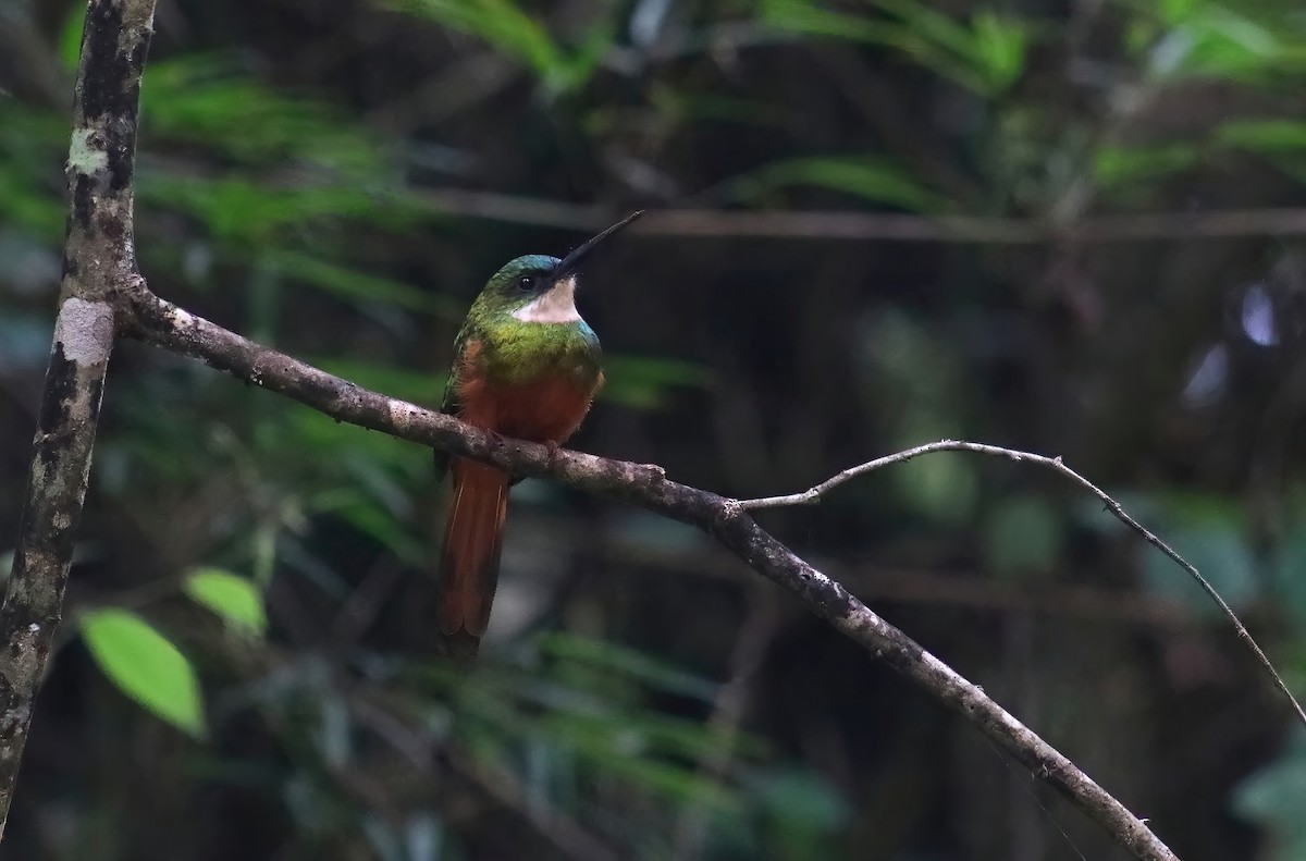 Rufous-tailed Jacamar - Hendryk Gemeiner