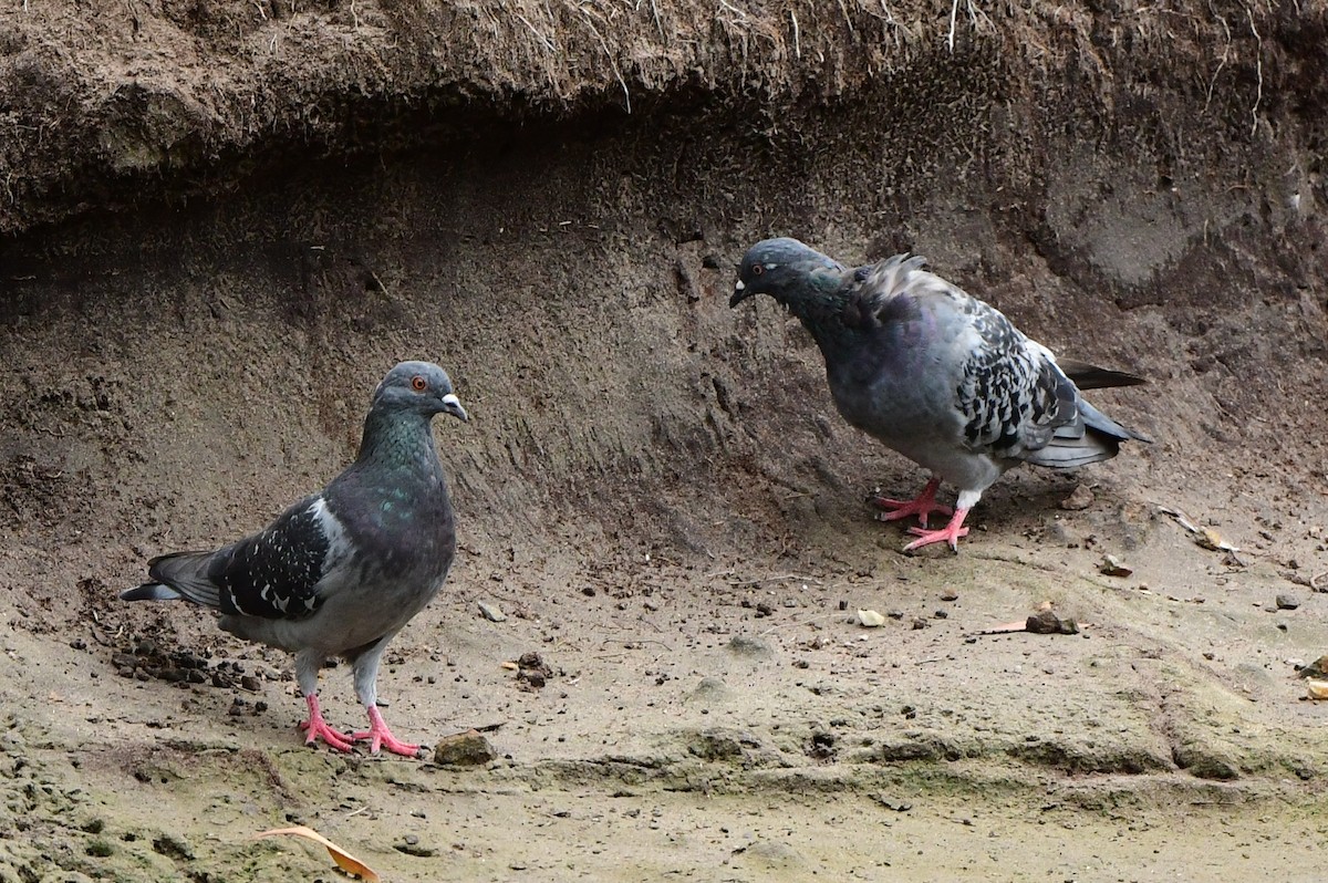 Rock Pigeon (Feral Pigeon) - Andy Gee