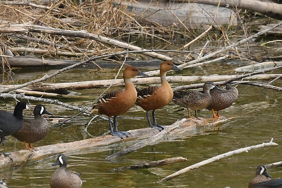 Fulvous Whistling-Duck - ML312509791