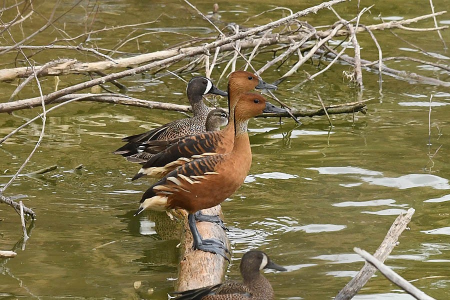 Fulvous Whistling-Duck - ML312509821
