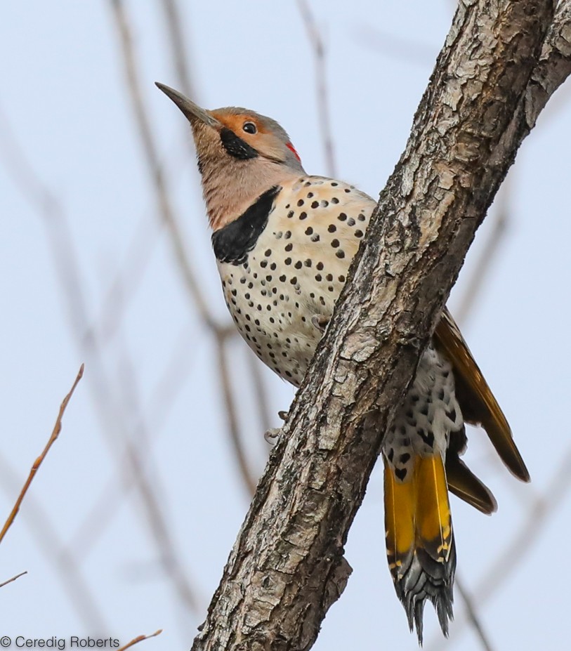 Northern Flicker (Yellow-shafted) - ML312513571